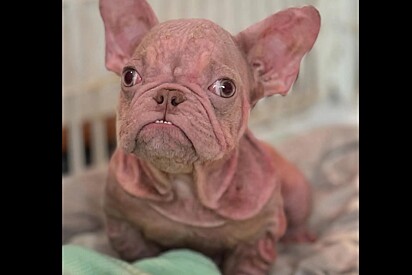 Cachorrinho rosa resgatado era confundido com um bebê humano sempre que saía