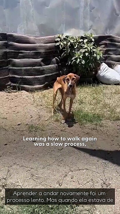 A cachorrinha foi encontrada em estado de desnutrição.