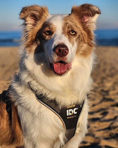 Otto é um cachorro cheio de personalidade.