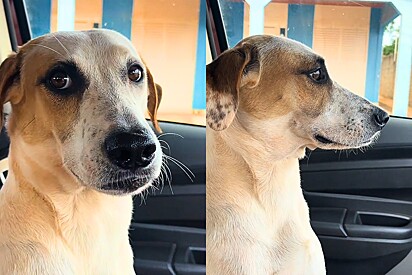 Sem dó, tutora dá lição de moral necessária para cachorro que não sabe dar valor para as coisas.