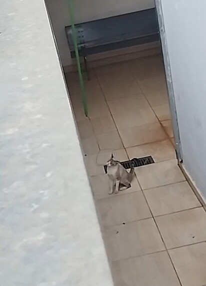 A gatinha pulou para o pátio da vizinha e não conseguiu voltar para casa.