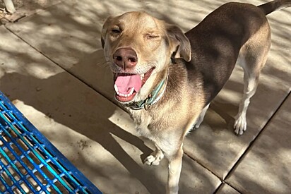 Cachorro amigável espera em um estacionamento com um bilhete de partir o coração