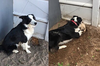 Tutora se surpreende ao ver o ser mais fofo saindo de buraco cavado por seu cão e descobre história de amor