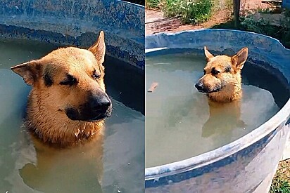 Pastor alemão foge de casa e é visto tomando banho em caixa dágua de construção