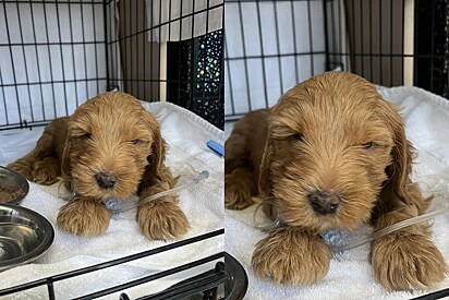 Cachorrinho frágil de abrigo começa a prosperar quando conhece o amor 