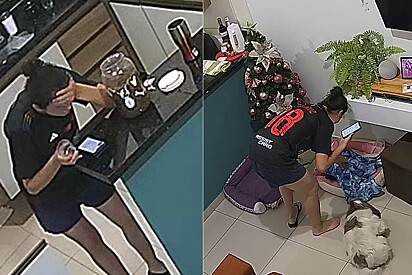 Jovem aceita colocar ração para cachorras da prima, mas não sabia na confusão que iria se meter