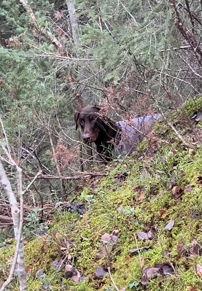 Wixen localizou o cachorro dobermann perdido na floresta.