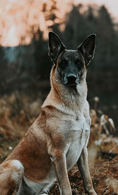 Wixen, uma cadela malinois idosa. 