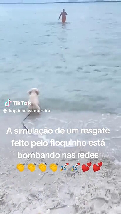 O cão pulou no mar e nadou em encontro ao tutor.