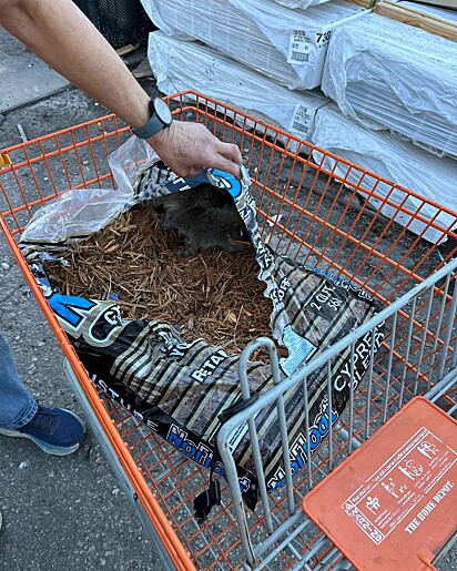 O homem acionou especialistas na proteção animal.