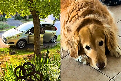 Cão Golden estava triste ao ver família arrumando as malas, até que tutora o chama para dar a melhor notícia.