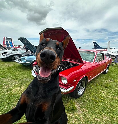 Kaiser, um doberman europeu gigante de quatro anos. 