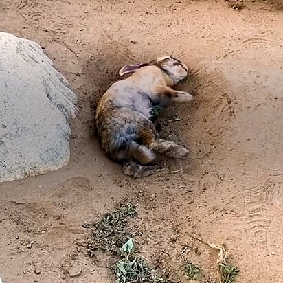 Mathilda encontrou a coelhinha rolando na terra.