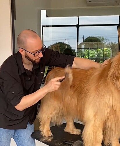 Junior revela os segredos por trás do trabalho impecável com os golden retrievers.