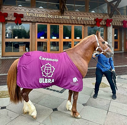 Em dezembro a Ulbra oficializou a adoção do cavalo.