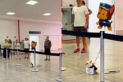 Chihuahua aguarda ansiosamente a chegada de irmão no aeroporto, mas o encontro não sai como planejado.