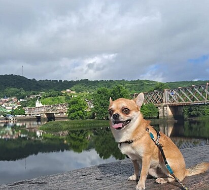 O chihuahua Tunico.