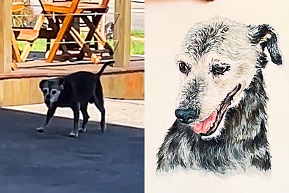 Cão idoso adotado por posto de gasolina ganha imagem ilustrativa em homenagem.