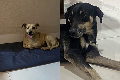 Os cães passaram a noite dentro de casa.