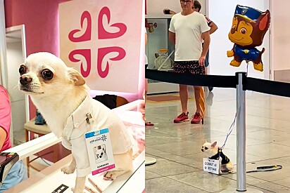 Conheça Frederico Alfredo, um cão chihuahua que esperou meses por grande momento em aeroporto.