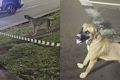 Durante reportagem, cão caramelo aparece e fica protegendo jornalista.