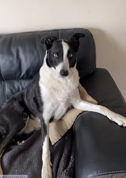 Rollo é um border collie que sabe como aproveitar as oportunidades.