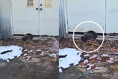 Pastor vê bola de pelos na porta da igreja - então ele percebe que está viva.