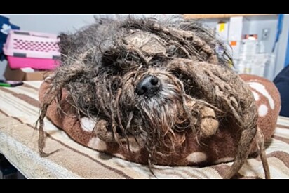 Cachorrinha resgatada com pior caso de emaranhamento já visto volta a ter esperança