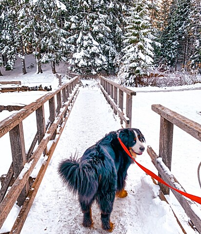 Carl implora aos tutores que o deixem passear na neve.