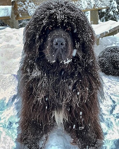 Steve não curte a neve.