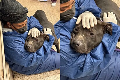 Pitbull em péssimas condições se aconchega em braços de seus salvadores.