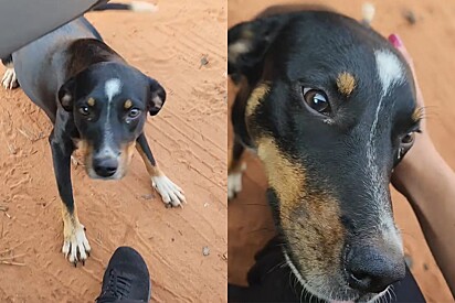 Deixada a própria sorte, cachorrinha grávida chora implorando para ajuda ao ver motorista.