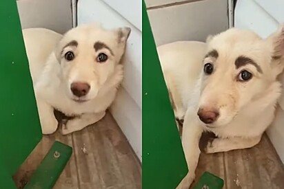 Cachorro aparece em abrigo de animais e funcionários não acreditam no que veem em seu rosto: era natural?