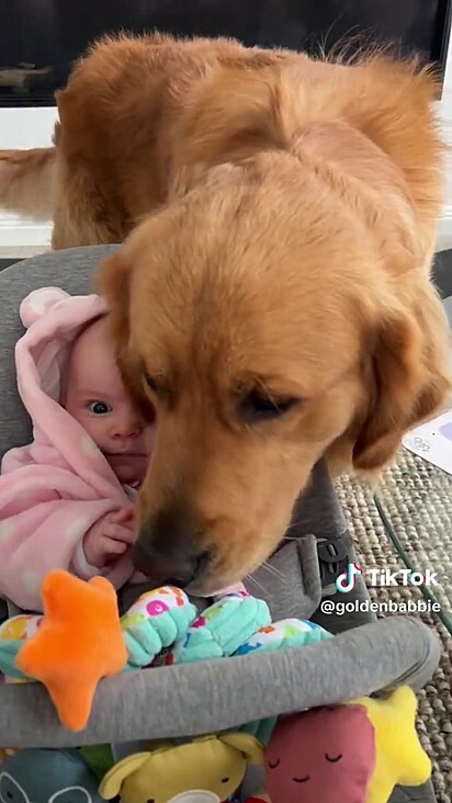 O golden retriever ao lado da bebê.