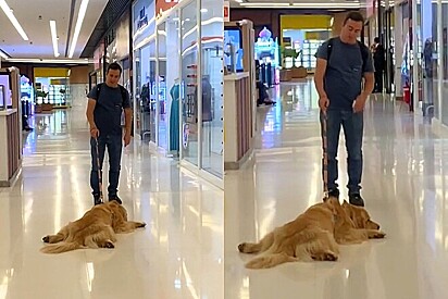 Golden Retriever se recusa a deixar o parquinho e vídeo diverte as redes sociais.