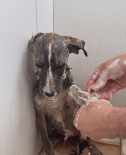 O cãozinho estava infestado de pulgas e carrapatos.