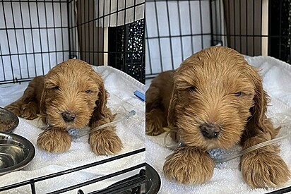 Cão goldendoodle frágil de abrigo começa a prosperar quando conhece o amor