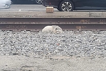 Cachorro fofo dorme nos trilhos do trem, esperando que alguém perceba