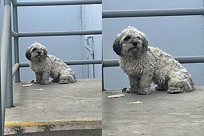 Sozinha e sem esperanças, cadela peludinha amarrada a uma cerca no calor escaldante esperava por um herói.