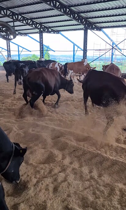 As vacas começaram a saltitar.