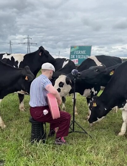 Plumes percebeu que as vacas gostavam de música. Então ele decidiu testar com outros animais.