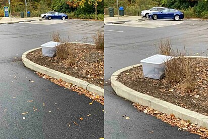 Amigos caminhando pelo parque encontram uma caixa transparente com algo se movendo dentro.