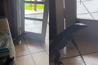 Jovem quase passa mal ao se deparar com réptil gigante tentando fechar a porta de sua casa.