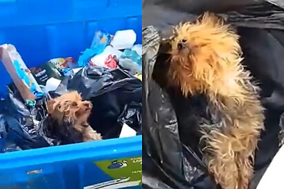 Cachorrinho Yorkshire descartado em lata de lixo, é resgatado e tem a melhor reação ao receber amor e cuidados.