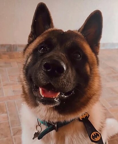 Aquiles, um Akita Americano de três anos.