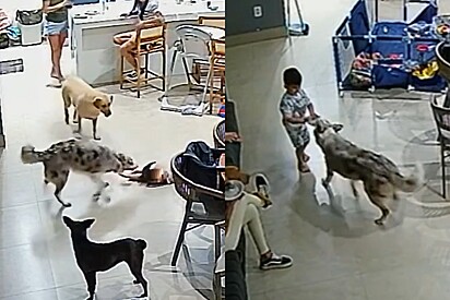 Moça pensou que nada poderia dar errado ao levar cão Collie na casa de amiga com criança e é surpreendida.