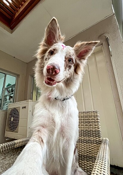 Valentina, a Border Collie.