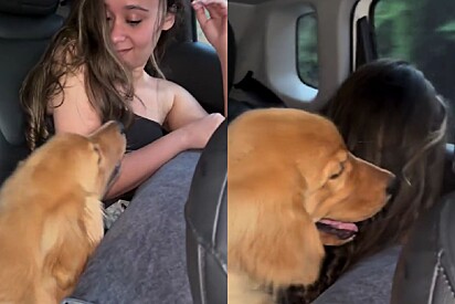 Insensível: Internautas reagem após jovem se recusar a deixar cachorrinho Golden sentar na janela de carro