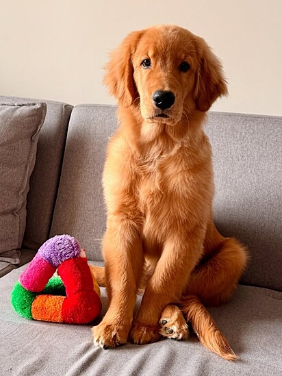 Stark, um Golden Retriever de quatro meses.