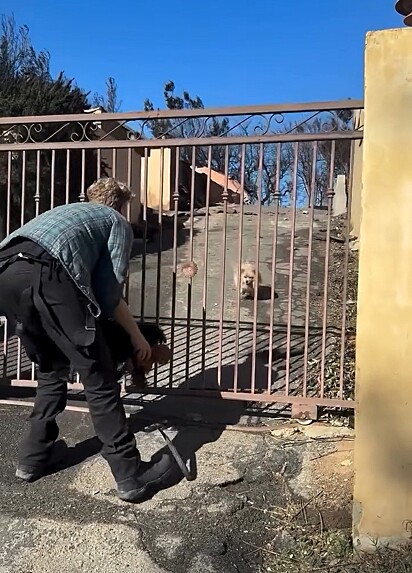 O cão estava desaparecido há cinco dias.